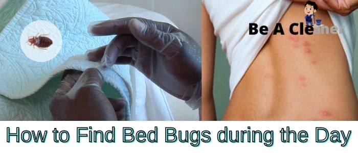 How to Find Bed Bugs during the Day
