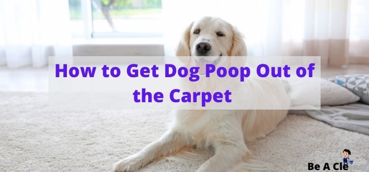 How to Get Dog Poop Out of the Carpet