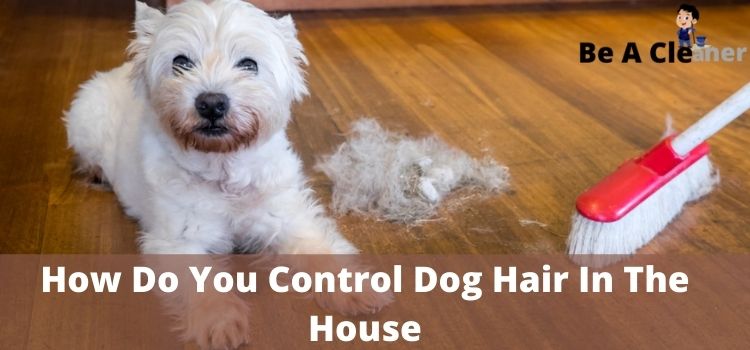 How Do You Control Dog Hair In The House