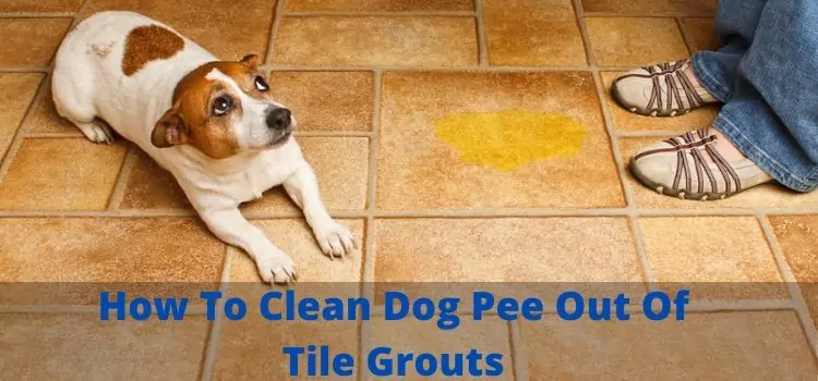 How To Clean Dog Pee Out Of Tile Grouts