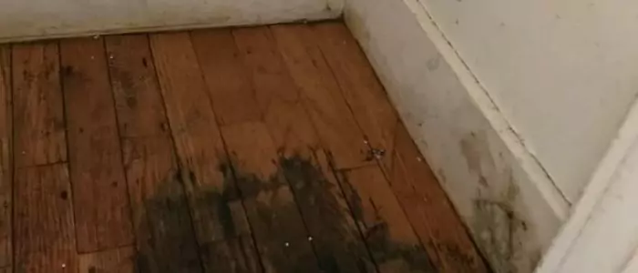 Mold Under Laminate Flooring